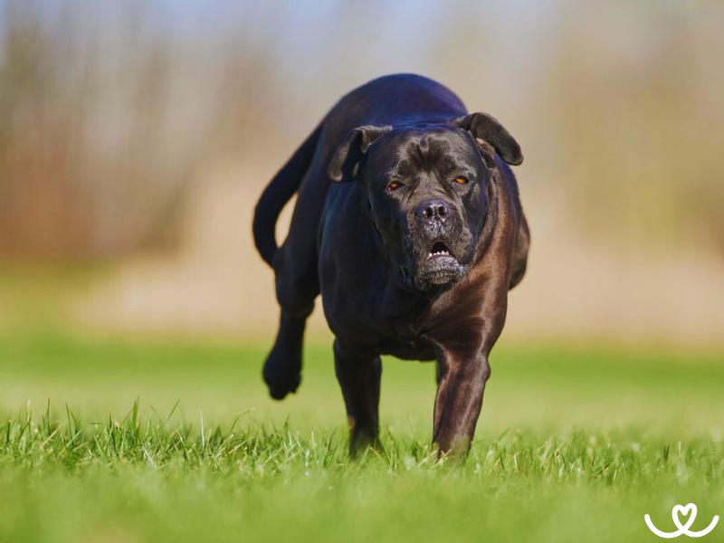 Psi-plemeno-cane-corso (12)